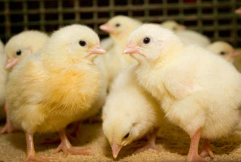 Меры по снижению цен на продукты в Таджикистане